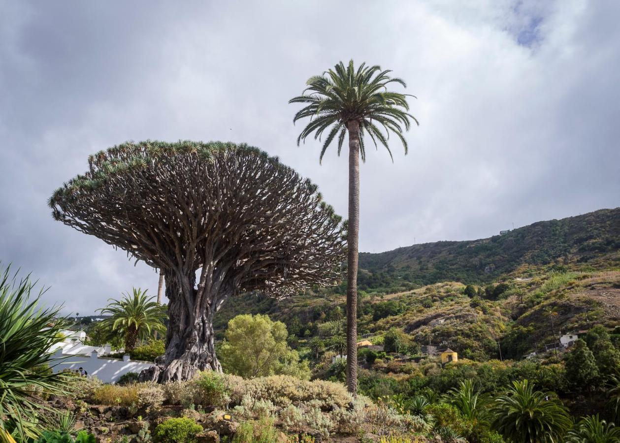 Vista Del Drago Villa Icod De Los Vinos Eksteriør bilde